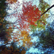 Illustration for article titled 76 Stunning Photos Of Fall Leaves